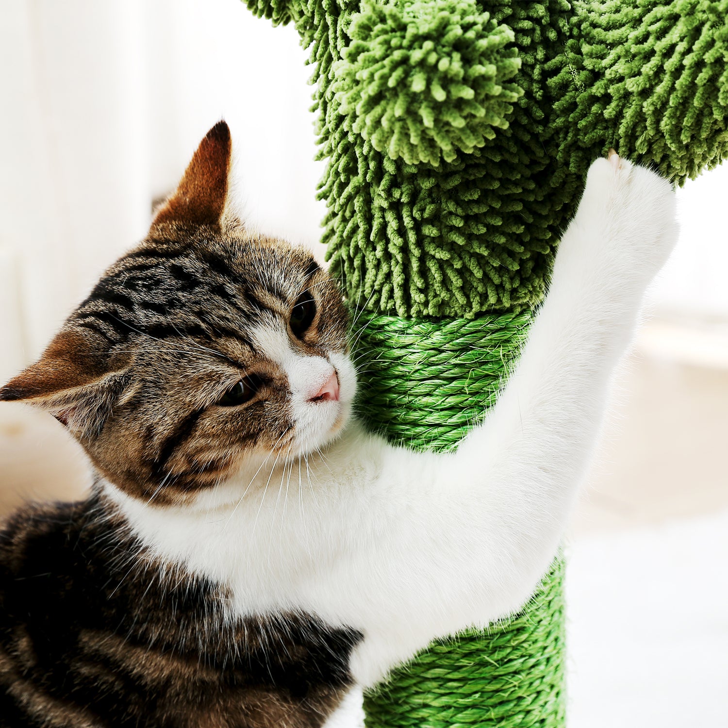 The Purrfect Scratching Cactus